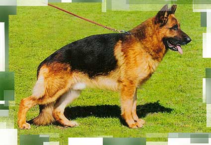 Degen: Maffay son