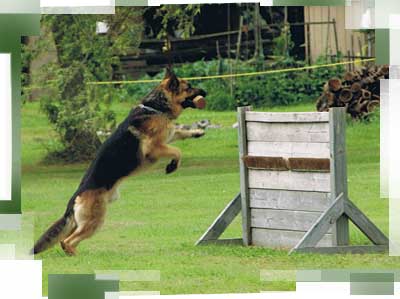 Rudy and Blitz